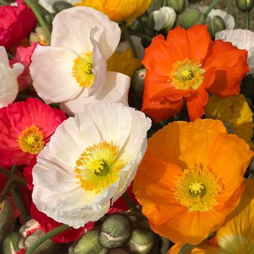 Photo of red, orange, and yellow Iceland poppies.