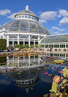 Glass greenhouse with its reflection in a pond with additional flowers and fish in the water.