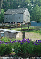 Gray barn in the background dominates image with livestock and purple flowers in the foreground.