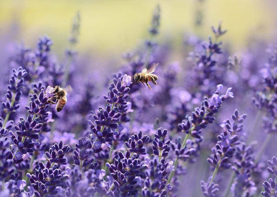 Bees over lavender flowers
