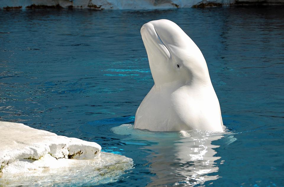A beluga whale pokes it's head out of the water