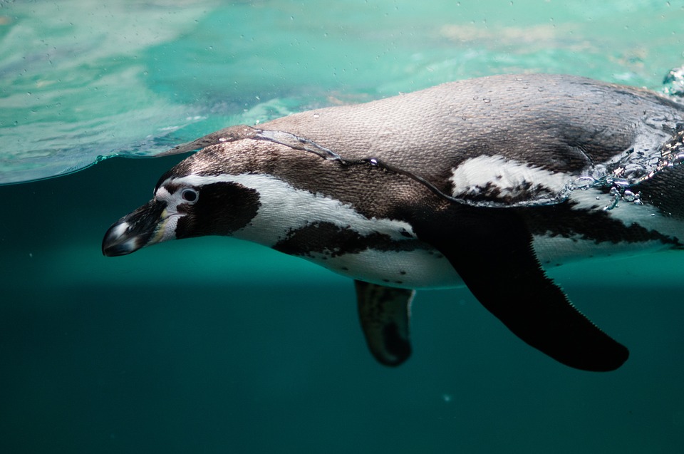 A penguin swimming under the water