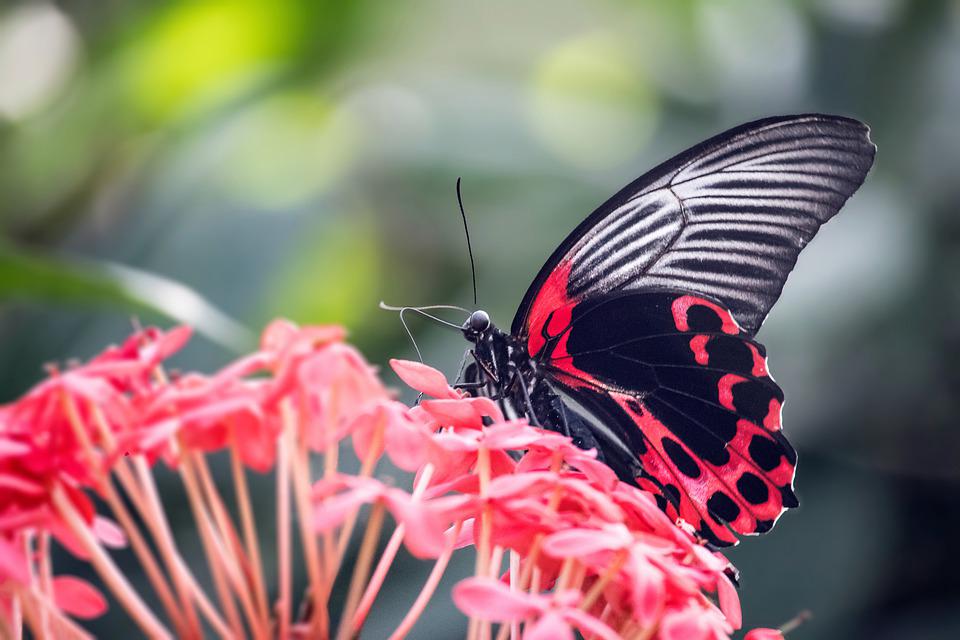Red and white butterfly on a pink flower
