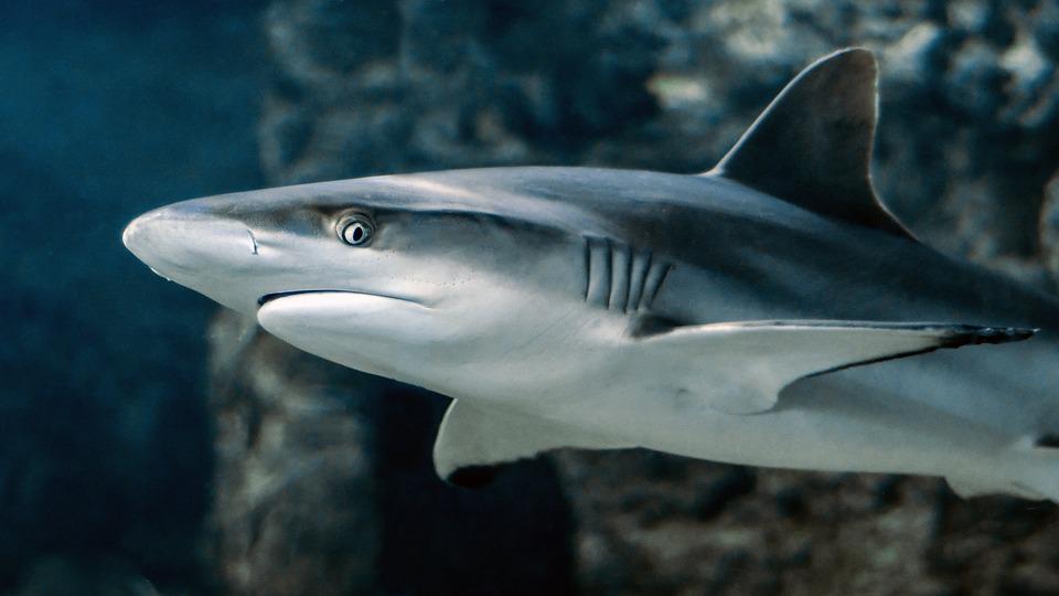 Up close image of a shark's head