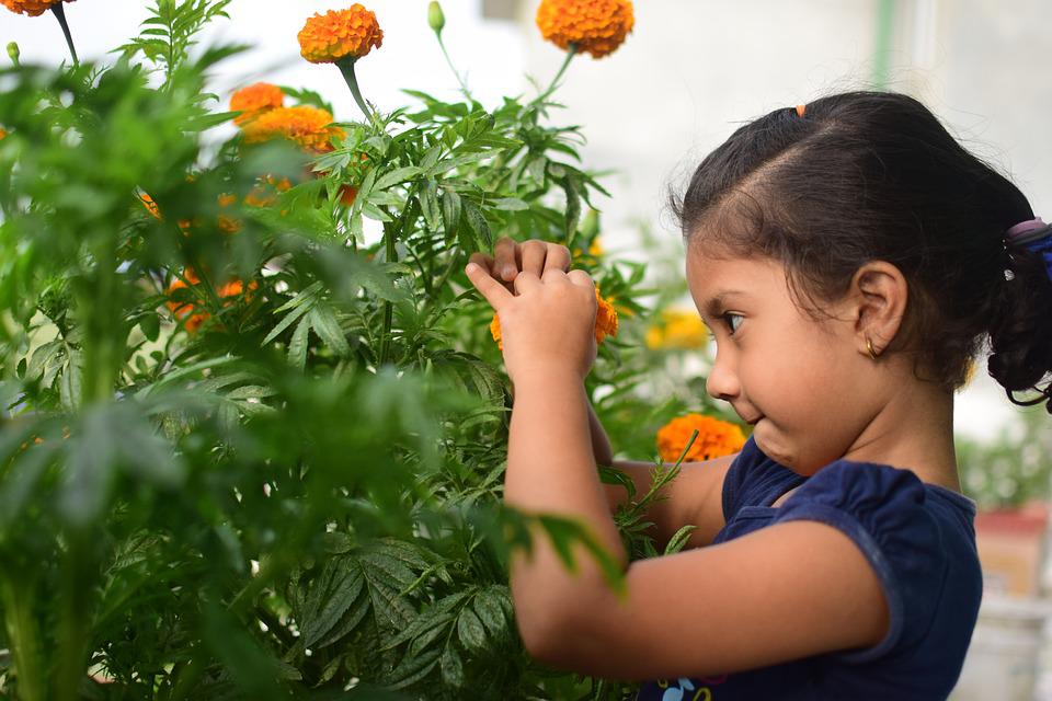 Child looking seriously at a marigold plant