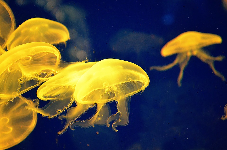 Group of yellow jellyfish