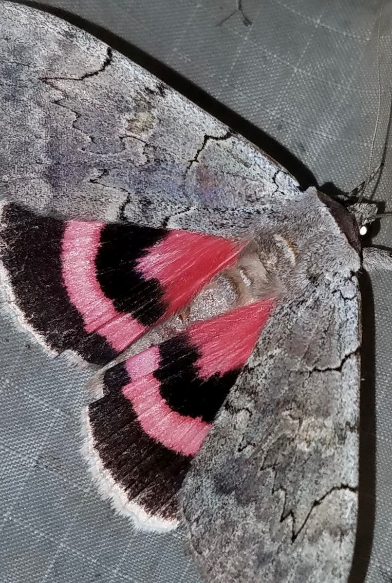 A species of underwing moth that is native to Connecticut