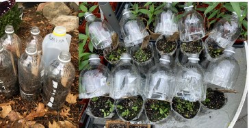 an image of clear plastic bottles with germinating plants inside, a technique known as "winter sowing"