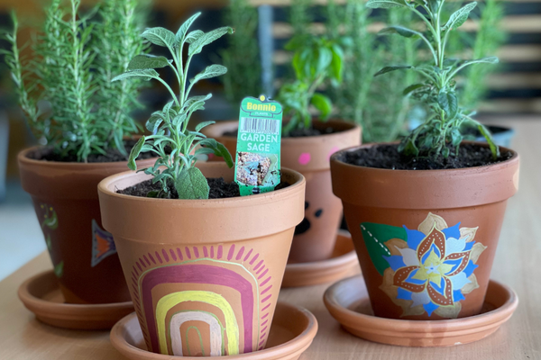 4 terracotta painted pots with potted herbs