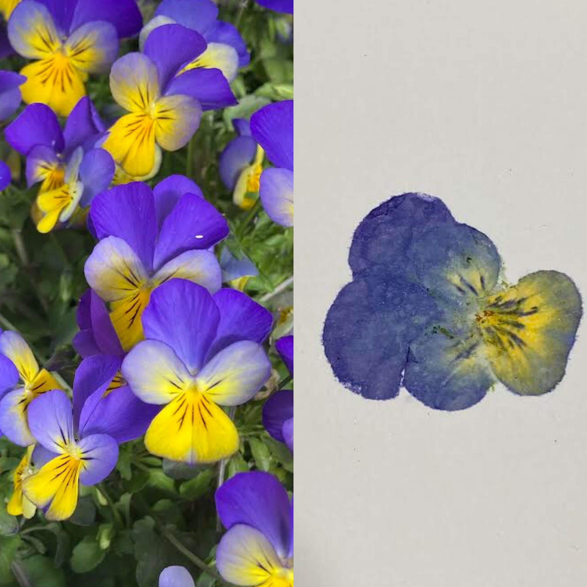 Left image is of pansy flowers. Right image is of a pounded pansy flower.. 