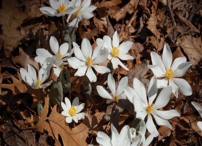 image of some ephemerals spring blooming plants