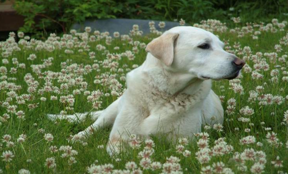 image of a labrador retriever enjoying himself/herself in a field of clover