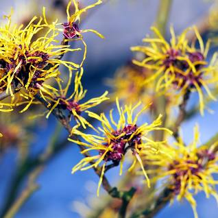 image of the flower of witch hazel