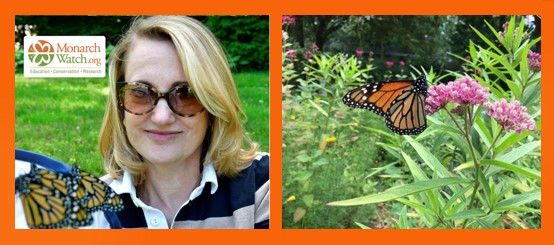 image of the presenter, alice ely, and an image of a monarch butterfly on a patch of swamp milkweed, Ascelpias incarnata