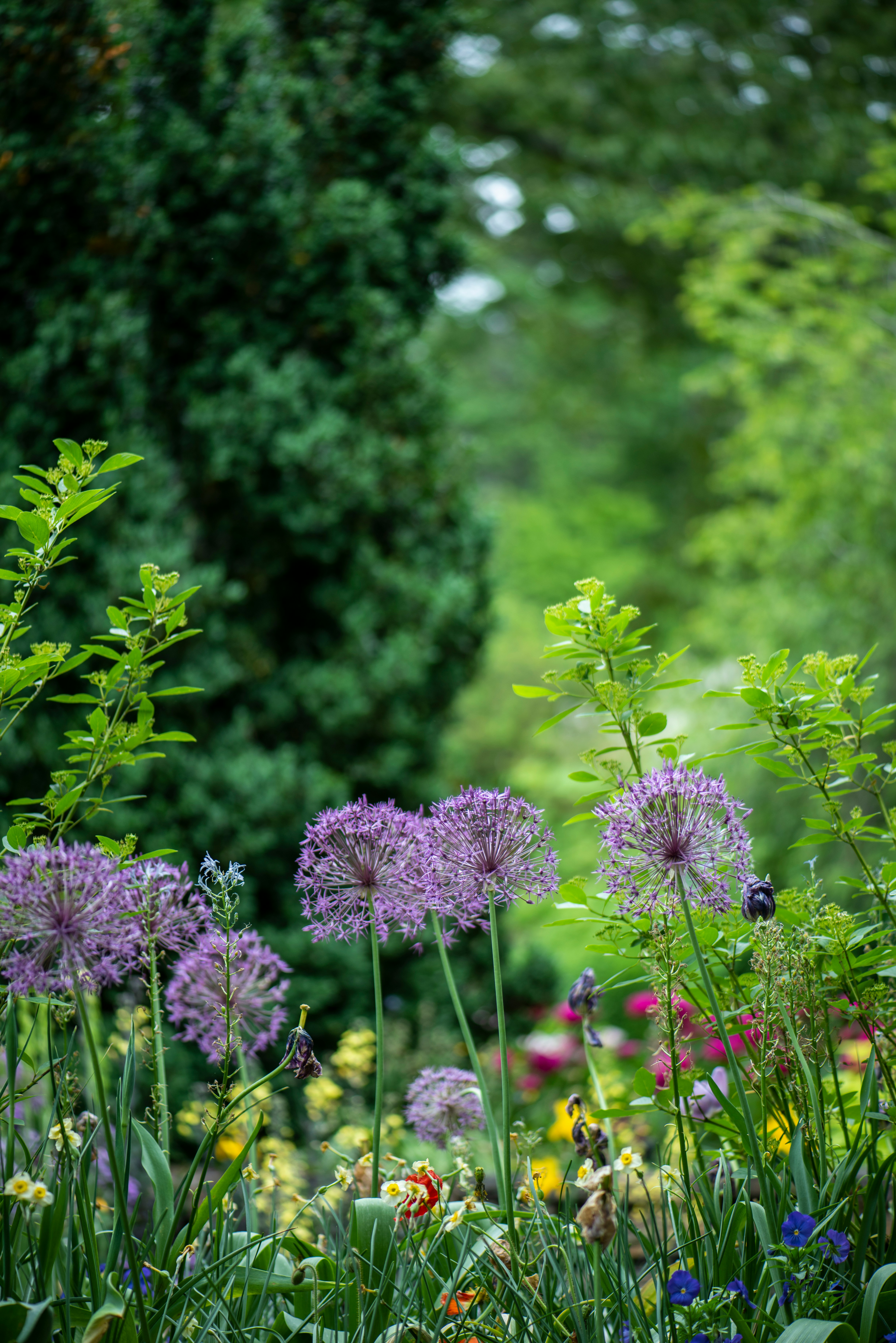 image of plants in bloom including alliums.