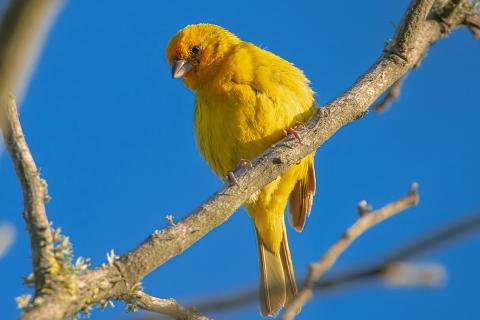 Yellow bird on a tree branch with blue sky behind it