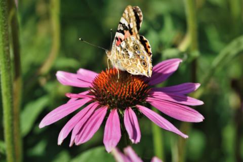 Photo of a American Lady butterfly on Echinacea purpurea