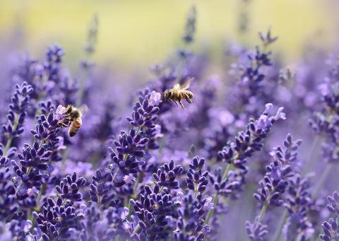 Bees over lavender flowers
