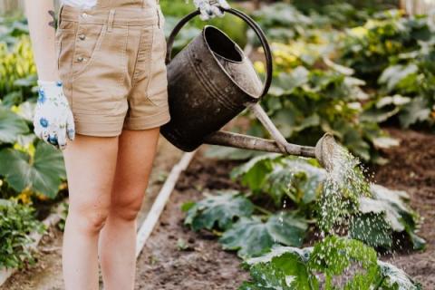 photo of a person watering a garden with a watering can