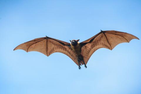A photo of a brown bat flying with wings outstretched in the blue sky