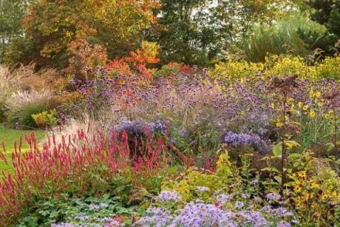 a lovely picture of a fall garden with a variety of plants and colors