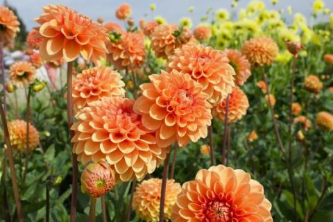 an image of a field of dahlias in bloom in the shades of orange