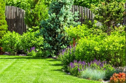 Image of a perennial garden border