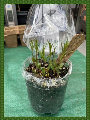 image of a winter sowing project, where seeds are sown during the winter for spring blooms