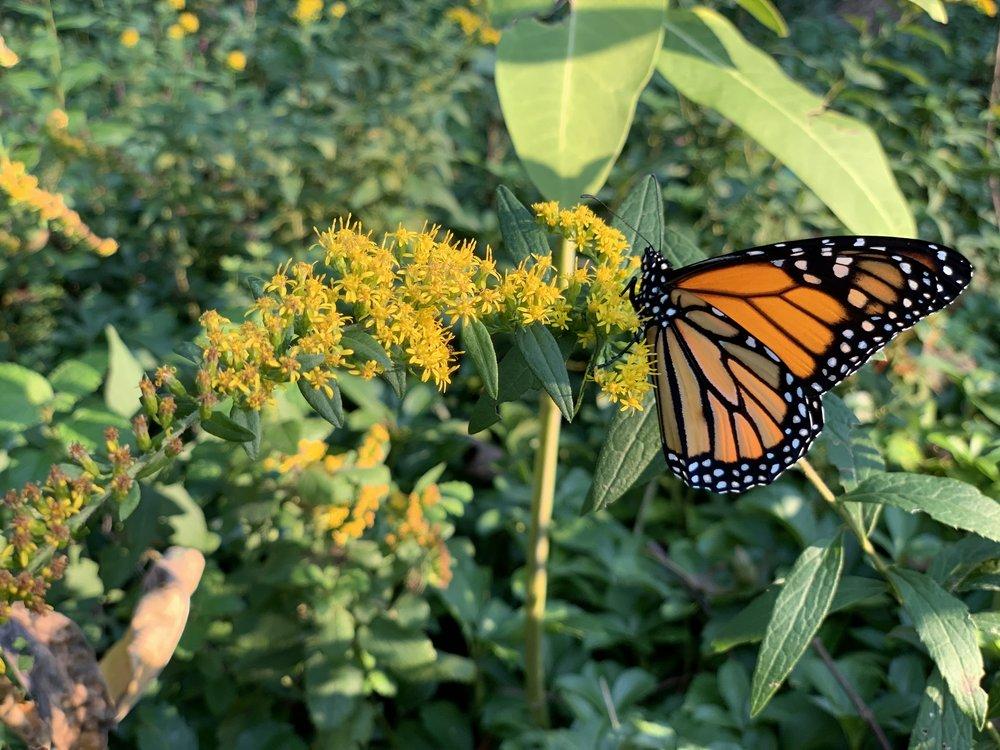 image of a monarch on goldenrod