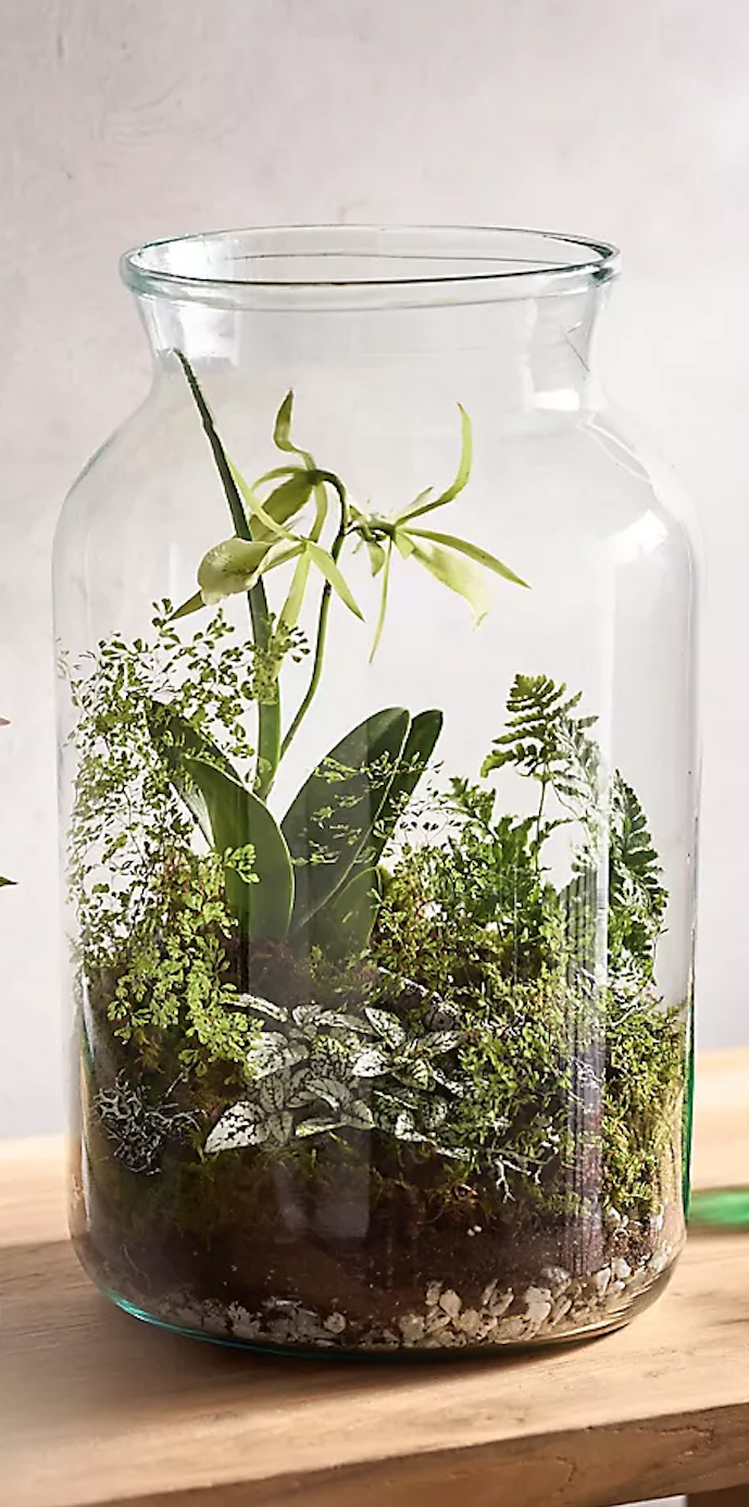Large glass jug terrarium containing a variety of green plants sitting on a wooden shelf